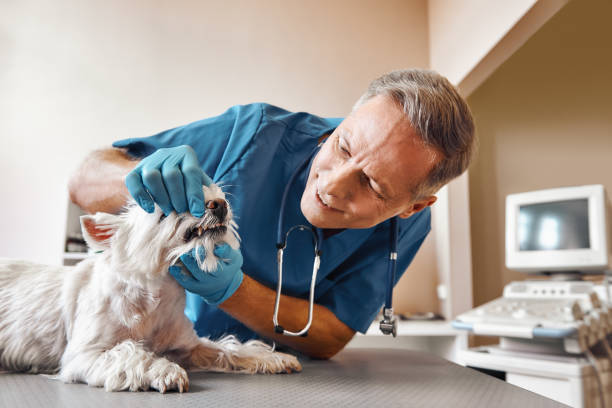 Best Emergency Root Canal Treatment in Slater, MO